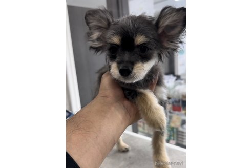 成約済の福岡県のチワマル:チワワ×マルチーズ-300323の6枚目