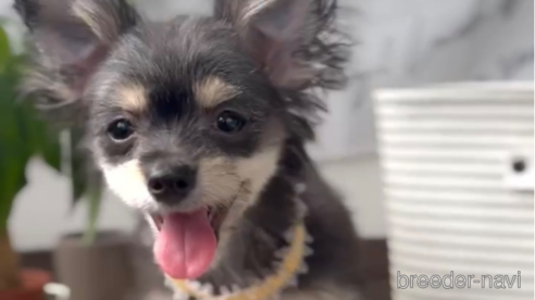 成約済の福岡県のチワマル:チワワ×マルチーズ-300323の1枚目