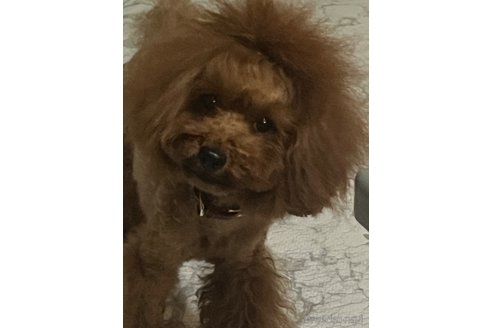 モカちゃん1枚目