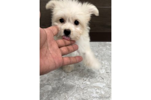成約済の福岡県のチワマル:チワワ×マルチーズ-308719の7枚目