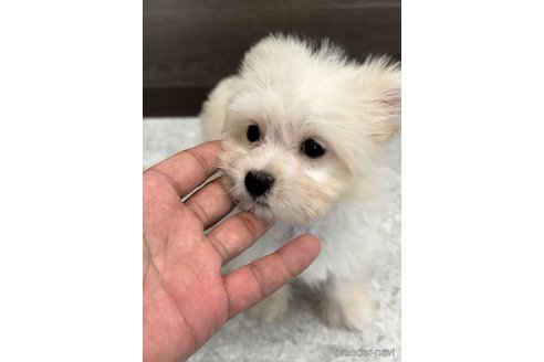 成約済の福岡県のチワマル:チワワ×マルチーズ-308719の8枚目