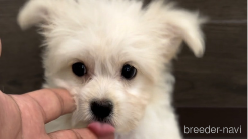 成約済の福岡県のチワマル:チワワ×マルチーズ-308719の6枚目