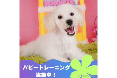 成約済の静岡県のトイプードル-304065の1枚目