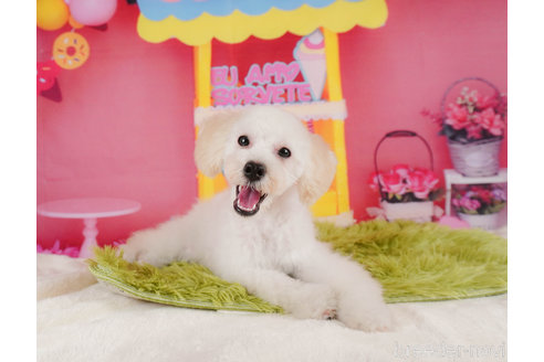 成約済の静岡県のトイプードル-304065の5枚目