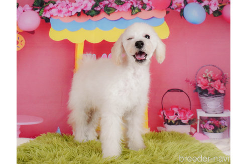 成約済の静岡県のトイプードル-304065の4枚目