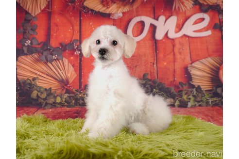 成約済の静岡県のトイプードル-304065の3枚目