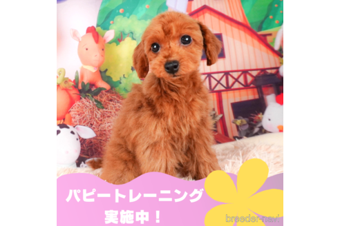 成約済の静岡県のトイプードル-312902