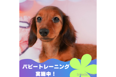 成約済の静岡県のミニチュアダックスフンド(ロングヘアード)-312885の1枚目