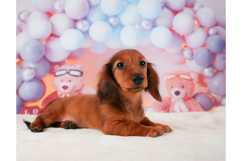 成約済の静岡県のミニチュアダックスフンド(ロングヘアード)-312885の3枚目