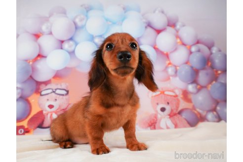 成約済の静岡県のミニチュアダックスフンド(ロングヘアード)-312885の2枚目