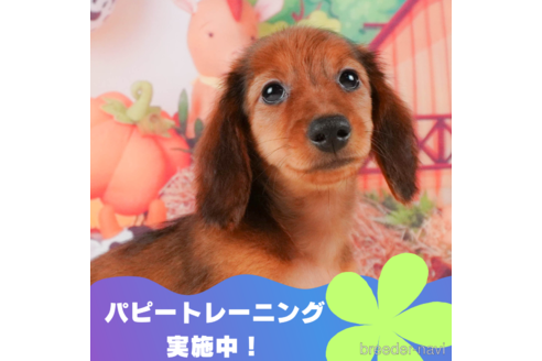 成約済の静岡県のミニチュアダックスフンド(ロングヘアード)-309815