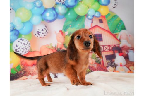 成約済の静岡県のミニチュアダックスフンド(ロングヘアード)-309815の3枚目