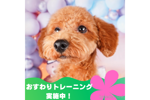 成約済の静岡県のトイプードル-309824の1枚目