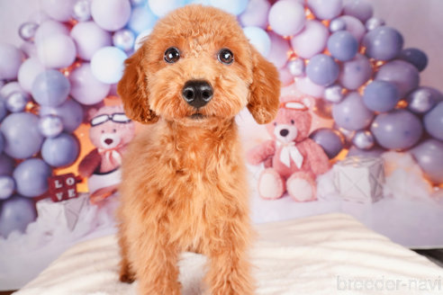 成約済の静岡県のトイプードル-309824の2枚目