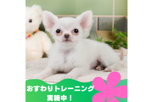 成約済の静岡県のチワワ(ロングコート)-309818