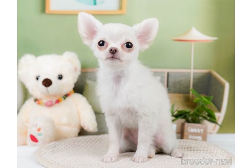 成約済の静岡県のチワワ(ロングコート)-309818の2枚目