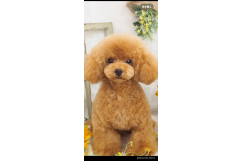にこくん1枚目