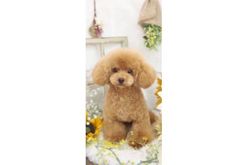 にこくん1枚目