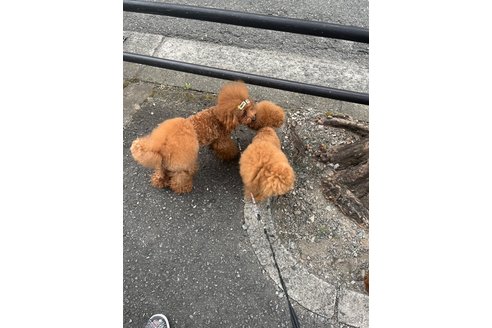 にこくん1枚目