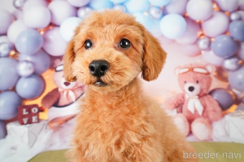 成約済の静岡県のトイプードル-309827の3枚目