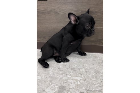 成約済の福岡県のフレンチブルドッグ-296767の7枚目
