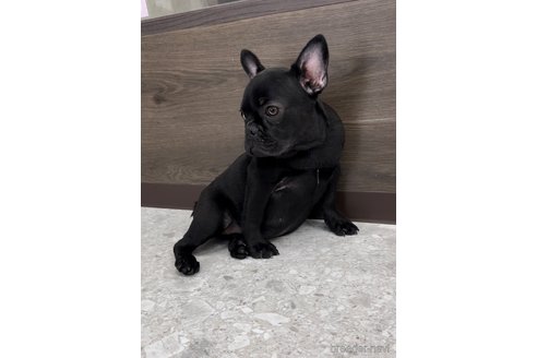 成約済の福岡県のフレンチブルドッグ-296767の5枚目