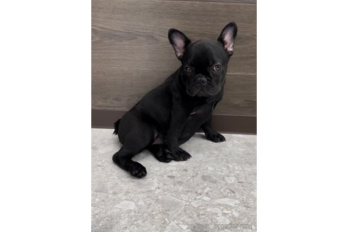 成約済の福岡県のフレンチブルドッグ-296767の6枚目