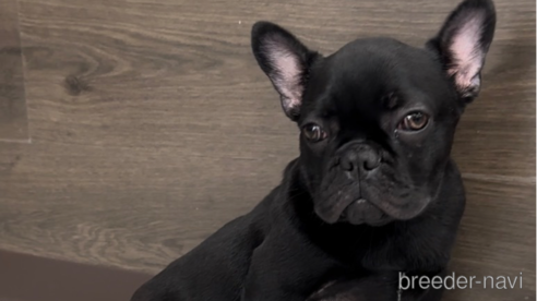 成約済の福岡県のフレンチブルドッグ-296767の1枚目