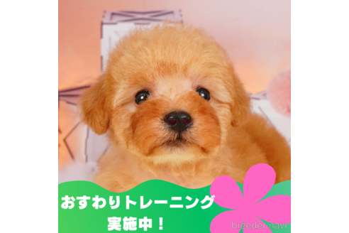 成約済の静岡県のトイプードル-309814の3枚目