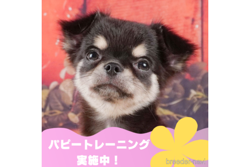 成約済の静岡県のチワワ(ロングコート)-312750の1枚目