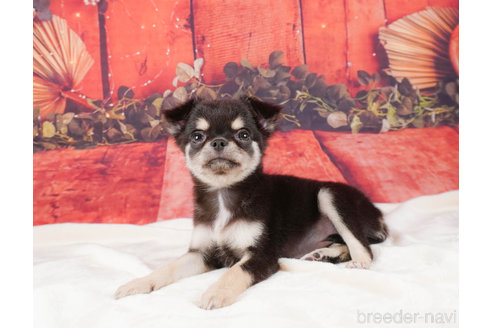 成約済の静岡県のチワワ(ロングコート)-312750の4枚目