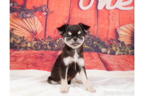 成約済の静岡県のチワワ(ロングコート)-312750の3枚目