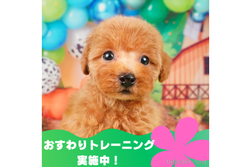 成約済の静岡県のトイプードル-309812の1枚目