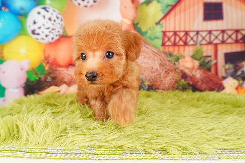 成約済の静岡県のトイプードル-309812の2枚目