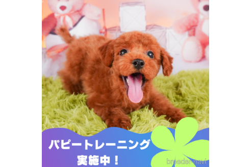 成約済の静岡県のトイプードル-312893の1枚目