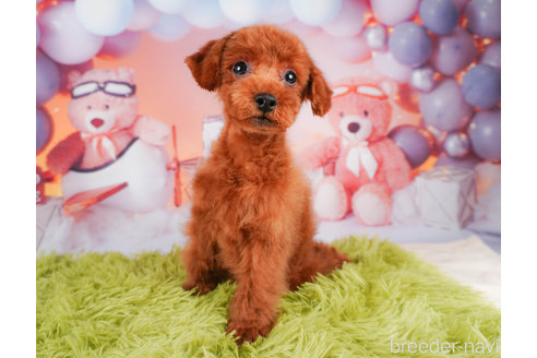 成約済の静岡県のトイプードル-312893の3枚目