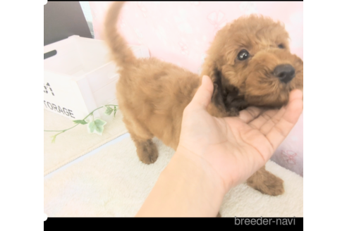 成約済の茨城県のトイプードル-316404の3枚目