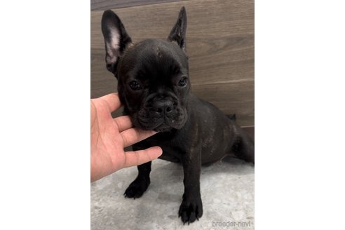 成約済の福岡県のフレンチブルドッグ-302512の4枚目