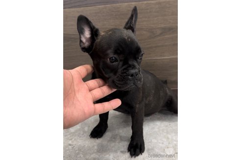 成約済の福岡県のフレンチブルドッグ-302512の5枚目