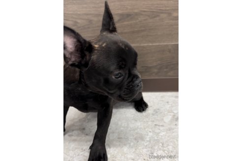 成約済の福岡県のフレンチブルドッグ-302512の6枚目