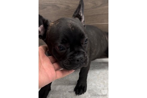 成約済の福岡県のフレンチブルドッグ-302512の7枚目