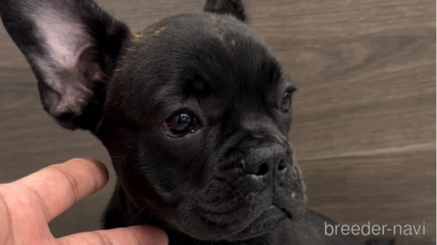 成約済の福岡県のフレンチブルドッグ-302512の1枚目