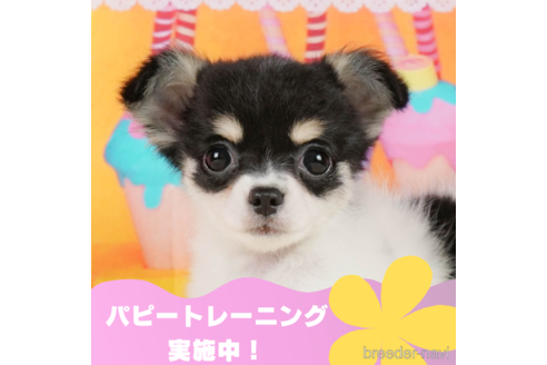 成約済の静岡県のチワワ(ロングコート)-312752の1枚目