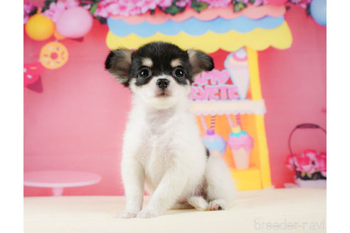 成約済の静岡県のチワワ(ロングコート)-312752の4枚目