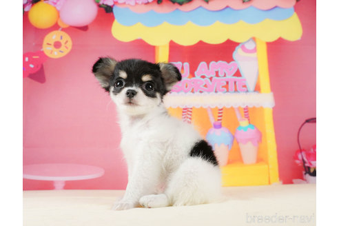 成約済の静岡県のチワワ(ロングコート)-312752の3枚目