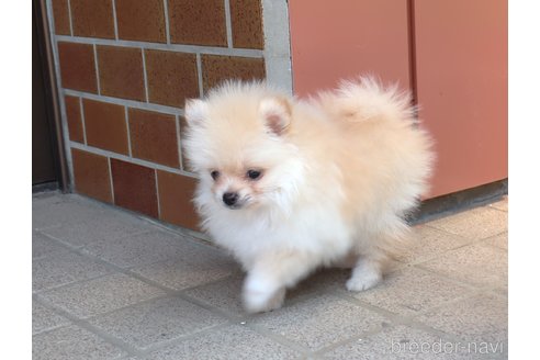成約済の埼玉県のポメラニアン-313625の8枚目