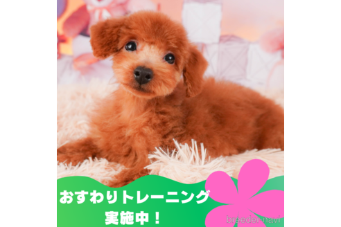 成約済の静岡県のトイプードル-309823