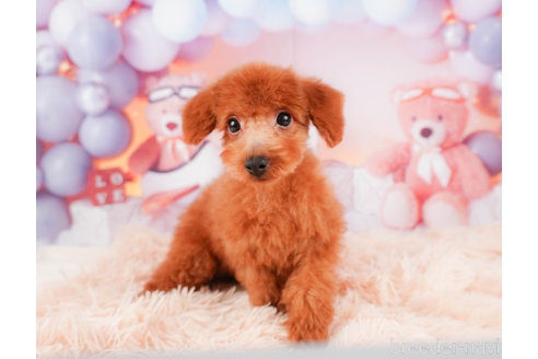 成約済の静岡県のトイプードル-309823の4枚目