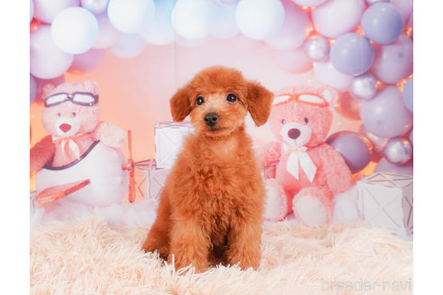 成約済の静岡県のトイプードル-309823の3枚目