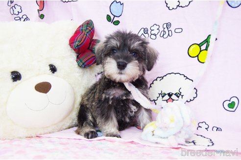 成約済の千葉県のミニチュアシュナウザー-316425の6枚目